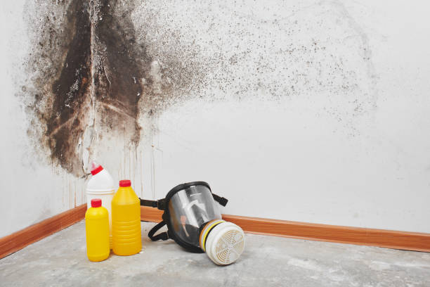 Professional Mold Removal in Stonegate, CO