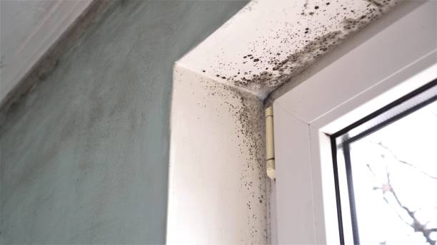 Best Residential Mold Removal  in Stonegate, CO