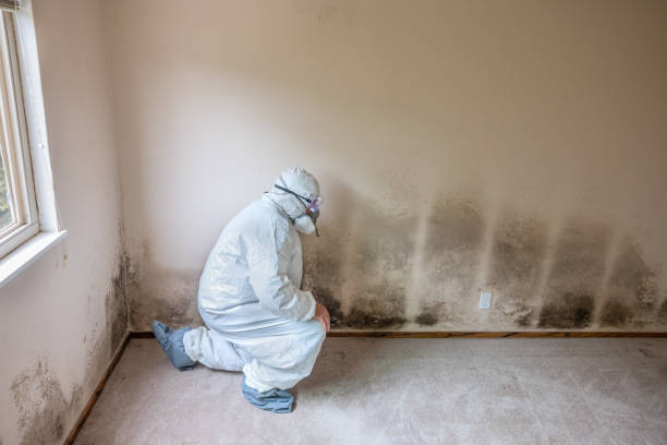 Best Toxic Mold Removal  in Stonegate, CO