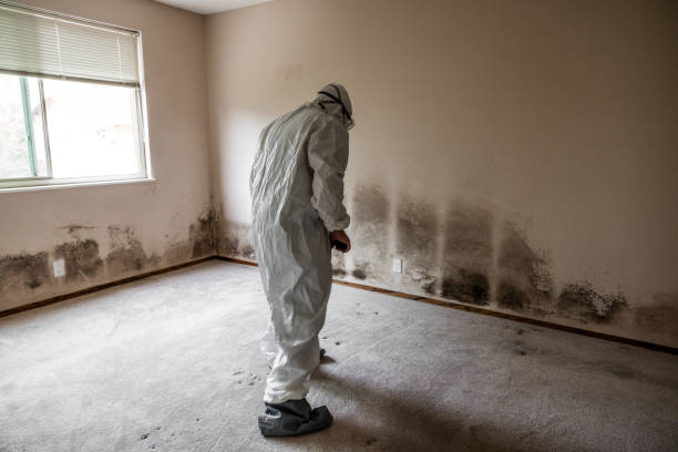 Best Residential Mold Removal  in Stonegate, CO